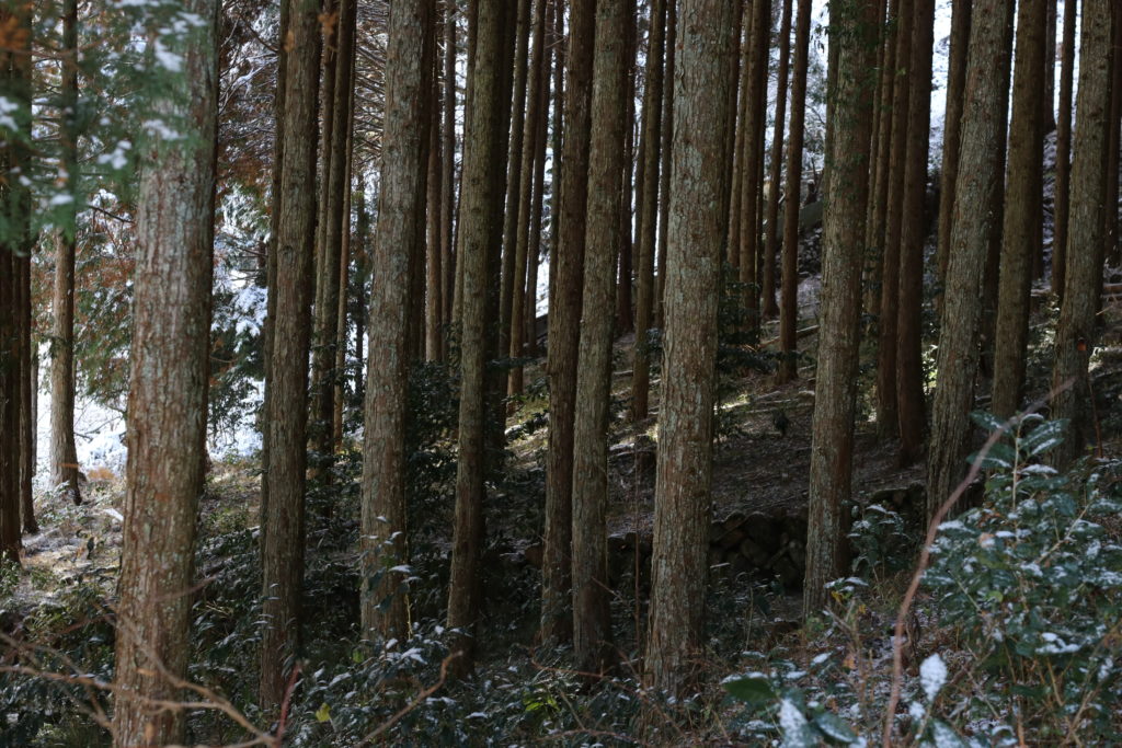 Il Duomo　ペンレスト　間伐材　森の様子の画像